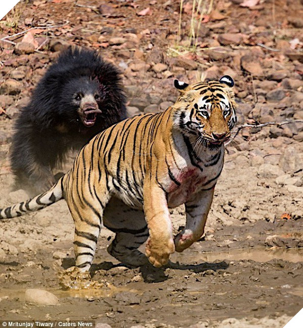Tử chiến để bảo vệ con, gấu lợn mẹ khiến hổ dữ nhận thất bại vô cùng tủi hổ - Ảnh 10.