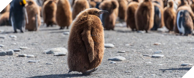 Hít phải quá nhiều... phân chim cánh cụt, giới khoa học Nam Cực đang có phản ứng rất lạ và lý do phía sau khiến ai cũng phải bật cười - Ảnh 1.