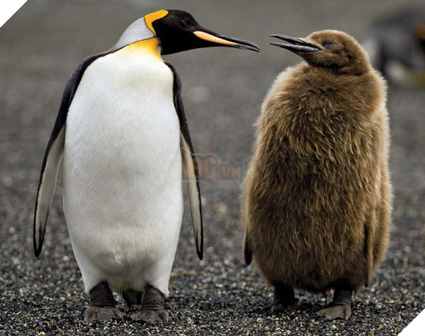 Hít phải quá nhiều... phân chim cánh cụt, giới khoa học Nam Cực đang có phản ứng rất lạ và lý do phía sau khiến ai cũng phải bật cười - Ảnh 2.