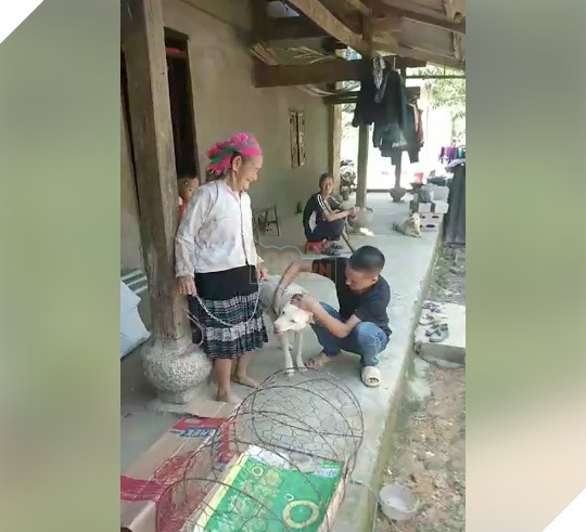 Bà cụ vùng cao khóc nức nở khi bán chó vì không có tiền, người hảo tâm đã giúp bà đoàn tụ lại chú chó: Bà sẽ không bán nó nữa đâu 5