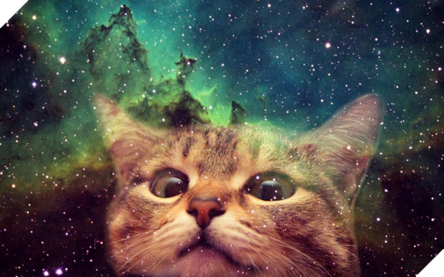 Bạn có biết nhờ loài mèo chúng ta mới có internet? - Ảnh 5.