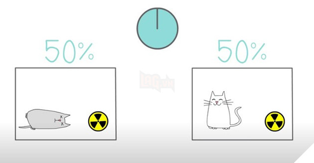 Bạn có biết nhờ loài mèo chúng ta mới có internet? - Ảnh 1.