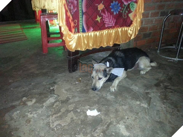  
Người bạn 4 chân đang nằm buồn bã. (Ảnh chụp màn hình)