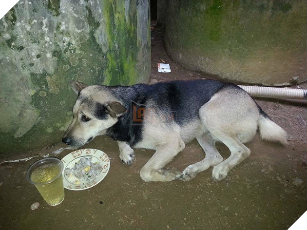  Có lẽ vì cảm nhận được người chăm sóc, thương yêu mình đã mất nên chú chó đã bỏ ăn. (Ảnh chụp màn hình)