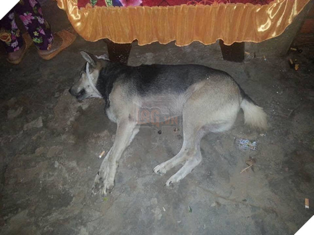  
Sáng hôm sau, mọi người gọi nhưng chú chó không tỉnh dậy. (Ảnh chụp màn hình)