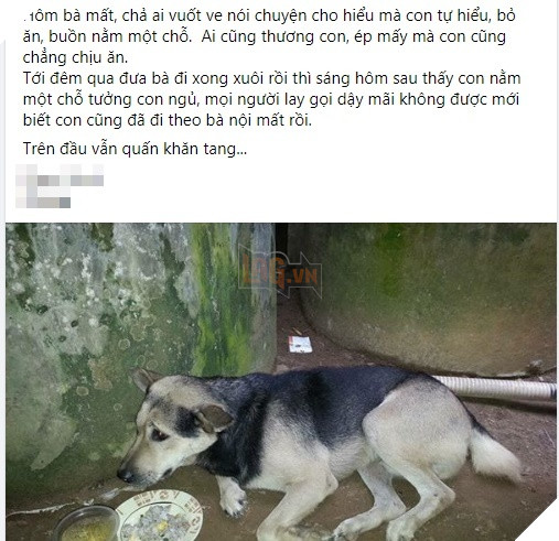  
Câu chuyện mới được chia sẻ gần đây về chú chó trung thành. (Ảnh chụp màn hình)