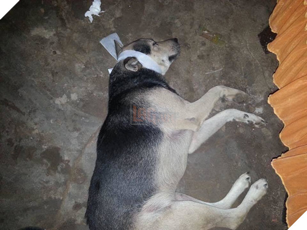  
Người bạn 4 chân đã theo chủ, đầu vẫn đội khăn tang. (Ảnh chụp màn hình)