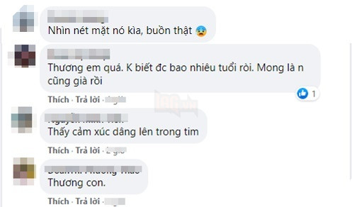 
Cộng đồng mạng thương tiếc cho sự ra đi của chú chó. (Ảnh chụp màn hình)