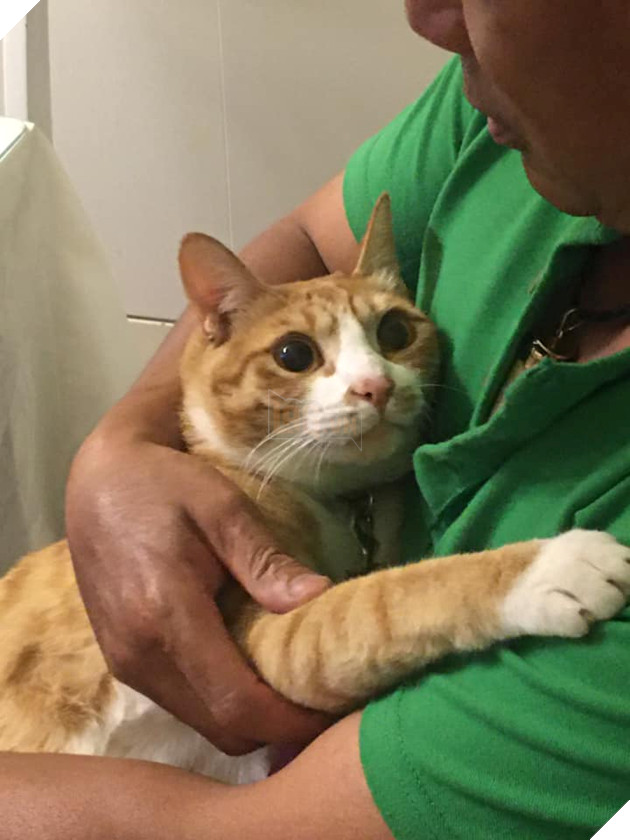 Biểu cảm đầy cảnh giác của boss khi lần đầu tiên được bố sen cưng nựng gây sốt MXH, thì ra lũ mèo có rất nhiều chiêu để lấy lòng phụ huynh! 4