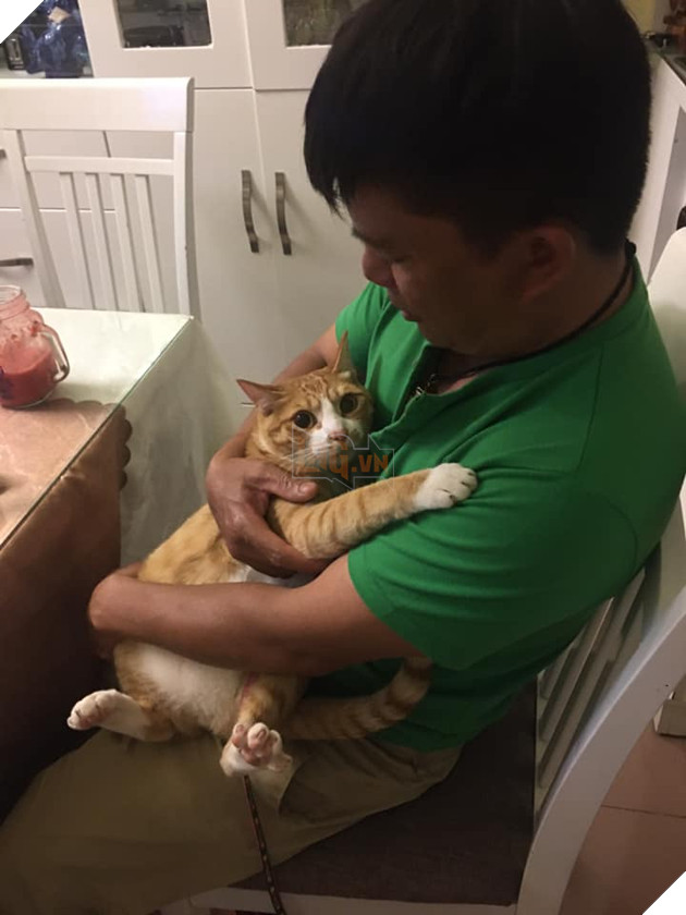 Biểu cảm đầy cảnh giác của boss khi lần đầu tiên được bố sen cưng nựng gây sốt MXH, thì ra lũ mèo có rất nhiều chiêu để lấy lòng phụ huynh! 3