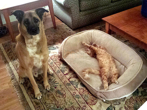 20 khuôn mặt đáng thương của những chú cún bị đám mèo hung hăng cướp mất giường