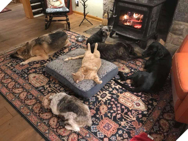 20 khuôn mặt đáng thương của những chú cún bị đám mèo hung hăng cướp mất giường 3