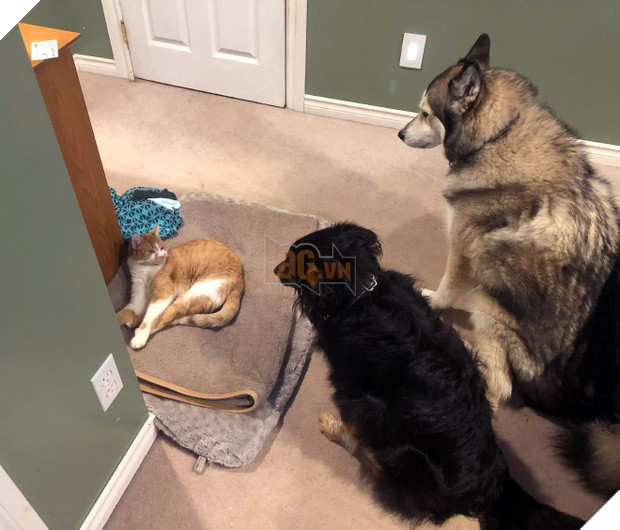 20 khuôn mặt đáng thương của những chú cún bị đám mèo hung hăng cướp mất giường 5