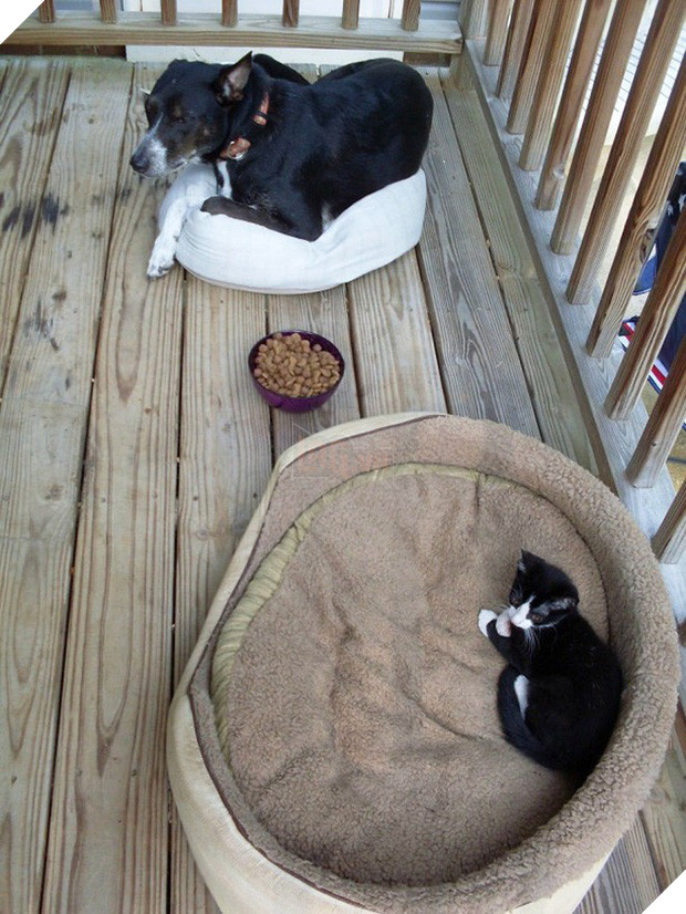 20 khuôn mặt đáng thương của những chú cún bị đám mèo hung hăng cướp mất giường 6