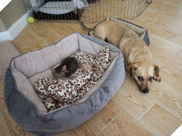 20 khuôn mặt đáng thương của những chú cún bị đám mèo hung hăng cướp mất giường 8