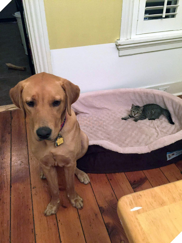 20 khuôn mặt đáng thương của những chú cún bị đám mèo hung hăng cướp mất giường 11