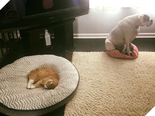 20 khuôn mặt đáng thương của những chú cún bị đám mèo hung hăng cướp mất giường 12