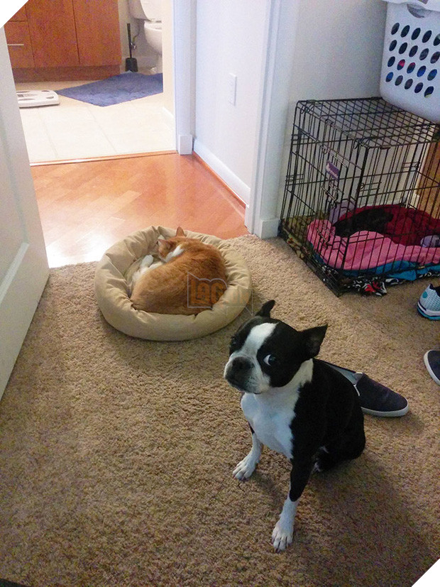 20 khuôn mặt đáng thương của những chú cún bị đám mèo hung hăng cướp mất giường 13