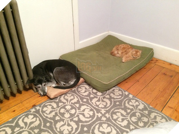 20 khuôn mặt đáng thương của những chú cún bị đám mèo hung hăng cướp mất giường 14