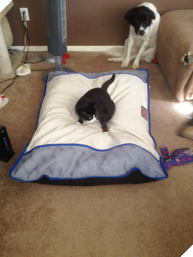 20 khuôn mặt đáng thương của những chú cún bị đám mèo hung hăng cướp mất giường 16