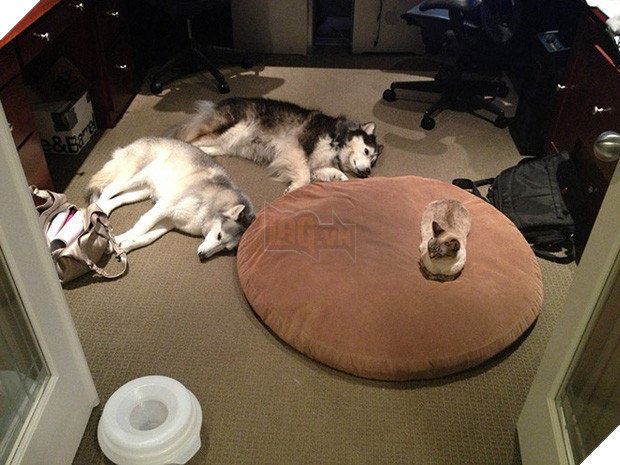 20 khuôn mặt đáng thương của những chú cún bị đám mèo hung hăng cướp mất giường 17