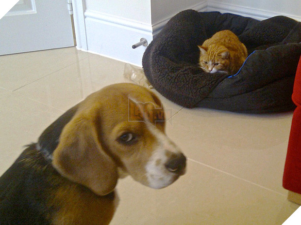 20 khuôn mặt đáng thương của những chú cún bị đám mèo hung hăng cướp mất giường 18