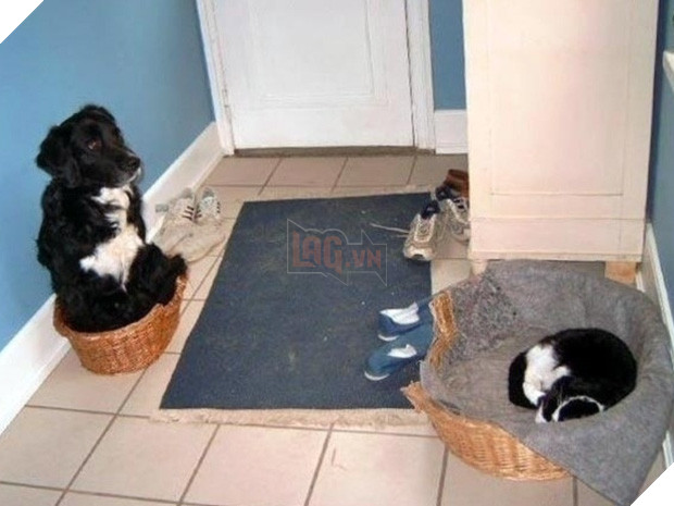 20 khuôn mặt đáng thương của những chú cún bị đám mèo hung hăng cướp mất giường 19