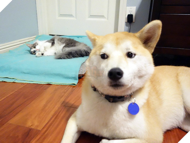 20 khuôn mặt đáng thương của những chú cún bị đám mèo hung hăng cướp mất giường 20