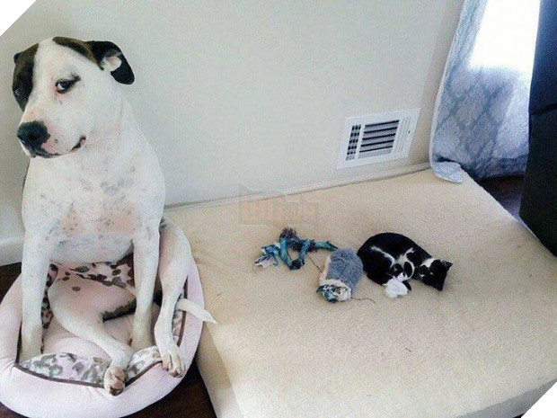 20 khuôn mặt đáng thương của những chú cún bị đám mèo hung hăng cướp mất giường 21