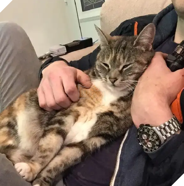 Biểu cảm đầy cảnh giác của boss khi lần đầu tiên được bố sen cưng nựng gây sốt MXH, thì ra lũ mèo có rất nhiều chiêu để lấy lòng phụ huynh! 8