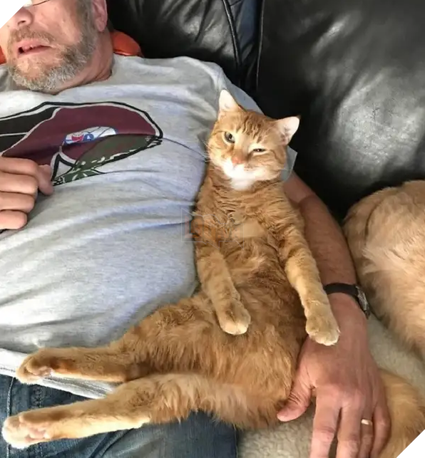 Biểu cảm đầy cảnh giác của boss khi lần đầu tiên được bố sen cưng nựng gây sốt MXH, thì ra lũ mèo có rất nhiều chiêu để lấy lòng phụ huynh! 7