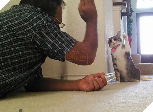 Biểu cảm đầy cảnh giác của boss khi lần đầu tiên được bố sen cưng nựng gây sốt MXH, thì ra lũ mèo có rất nhiều chiêu để lấy lòng phụ huynh! 6