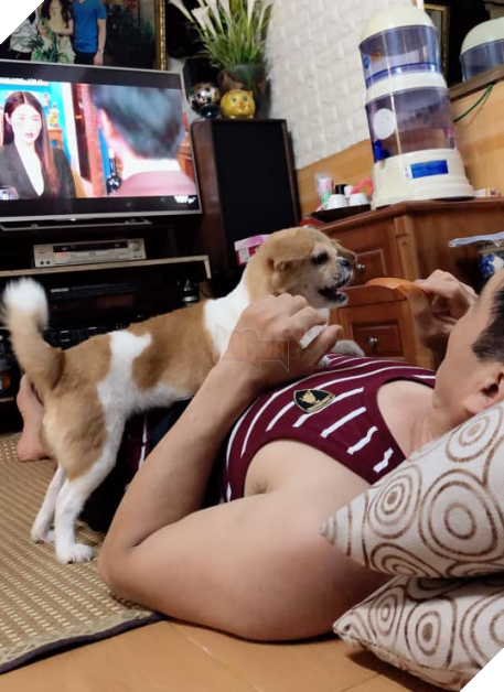 Biểu cảm đầy cảnh giác của boss khi lần đầu tiên được bố sen cưng nựng gây sốt MXH, thì ra lũ mèo có rất nhiều chiêu để lấy lòng phụ huynh! 9