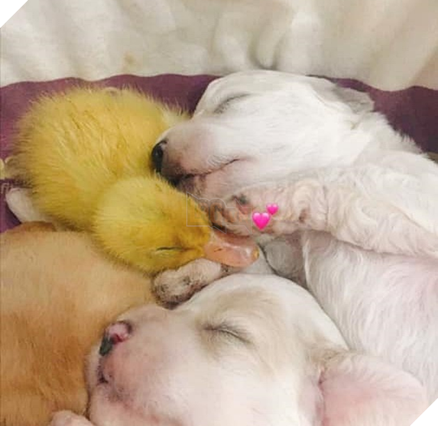 Mua trứng lộn về tẩm bổ cún cưng, gia đình Sài Gòn bỗng có thêm chiếc &quot;loa phường di động&quot; khi trứng nở thành cục vàng bé tí xíu - Ảnh 6.