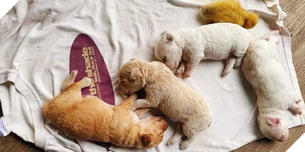 Mua trứng lộn về tẩm bổ cún cưng, gia đình Sài Gòn bỗng có thêm chiếc &quot;loa phường di động&quot; khi trứng nở thành cục vàng bé tí xíu - Ảnh 7.