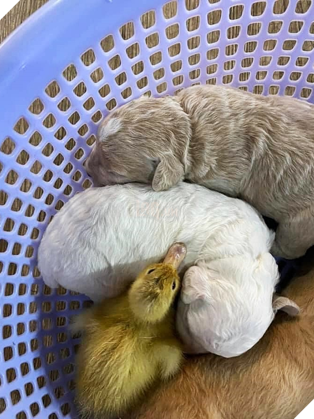 Mua trứng lộn về tẩm bổ cún cưng, gia đình Sài Gòn bỗng có thêm chiếc &quot;loa phường di động&quot; khi trứng nở thành vịt con - Ảnh 1.