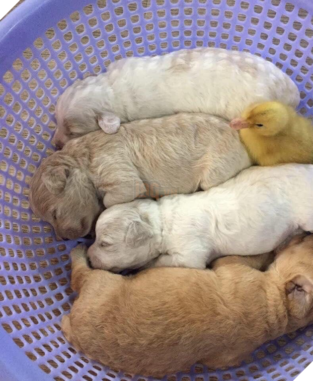 Mua trứng lộn về tẩm bổ cún cưng, gia đình Sài Gòn bỗng có thêm chiếc &quot;loa phường di động&quot; khi trứng nở thành vịt con - Ảnh 3.