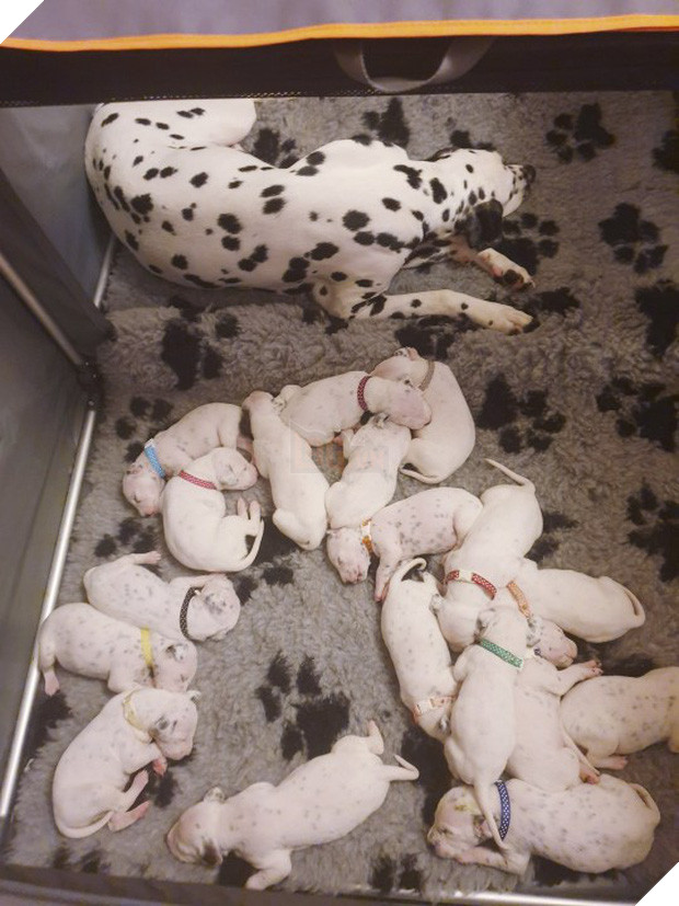 Khi phim Disney thành hiện thực: Chó đốm mẹ sinh một lèo 18 đứa con đáng yêu hết nấc sau nhiều giờ lâm bồn - Ảnh 3.