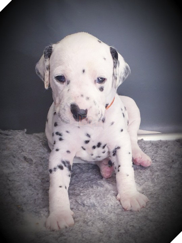 Khi phim Disney thành hiện thực: Chó đốm mẹ sinh một lèo 18 đứa con đáng yêu hết nấc sau nhiều giờ lâm bồn - Ảnh 2.