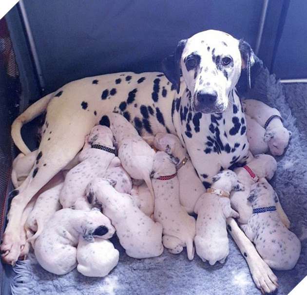 Khi phim Disney th&#224;nh hiện thực: Ch&#243; đốm mẹ sinh một l&#232;o 18 đứa con đ&#225;ng y&#234;u hết nấc sau nhiều giờ \&amp;apos;l&#226;m bồn\&amp;apos; - Ảnh 1.