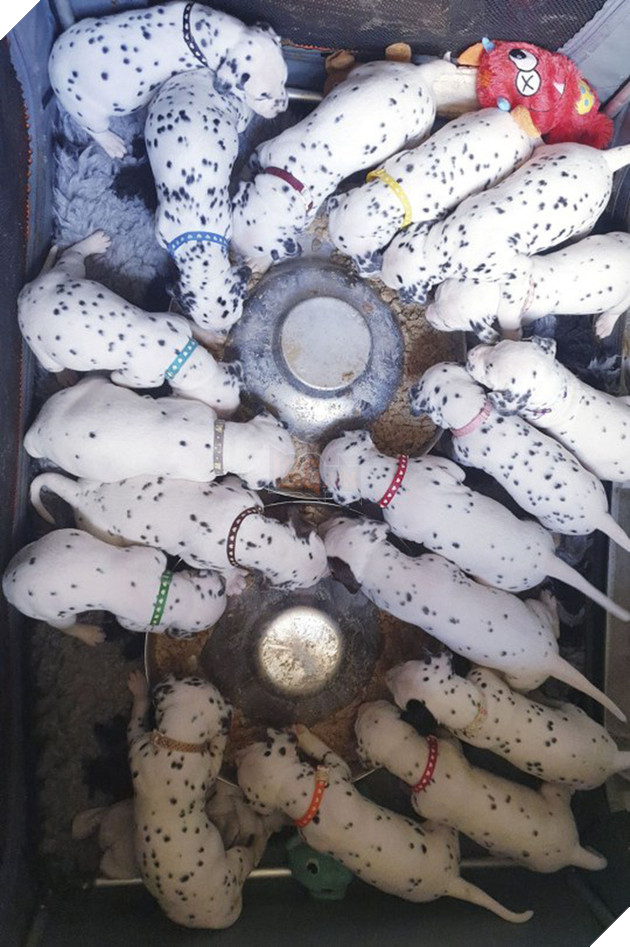 Khi phim Disney th&#224;nh hiện thực: Ch&#243; đốm mẹ sinh một l&#232;o 18 đứa con đ&#225;ng y&#234;u hết nấc sau nhiều giờ \&amp;apos;l&#226;m bồn\&amp;apos; - Ảnh 1.