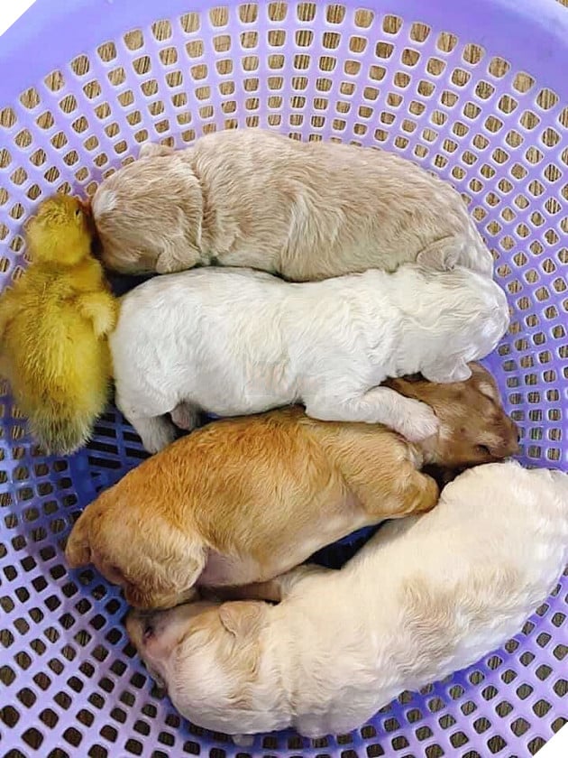 Mua trứng lộn về tẩm bổ cún cưng, gia đình Sài Gòn bỗng có thêm chiếc loa phường di động khi trứng nở thành cục vàng bé tí xíu 2