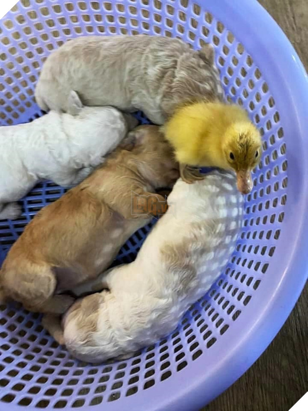 Mua trứng lộn về tẩm bổ cún cưng, gia đình Sài Gòn bỗng có thêm chiếc loa phường di động khi trứng nở thành cục vàng bé tí xíu 3