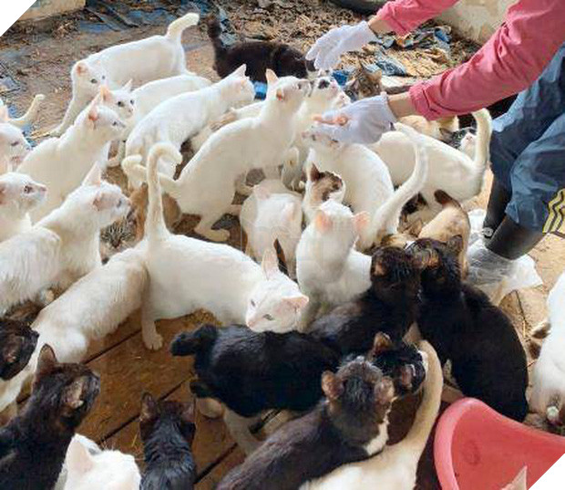 Một gia đình Nhật Bản bị khởi tố vì... nuôi 238 con mèo - Ảnh 1.