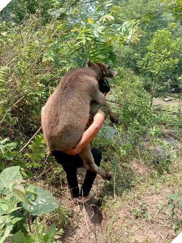  
Chú nghé con hạnh phúc trên lưng chủ. (Ảnh: Hóng Express)