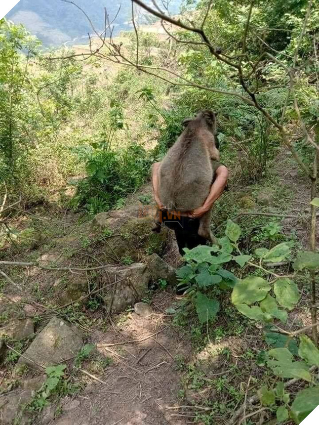  
Hình ảnh chủ cõng nghé băng qua núi nhận được rất nhiều sự quan tâm của cộng đồng mạng. (Ảnh: Hóng Express)