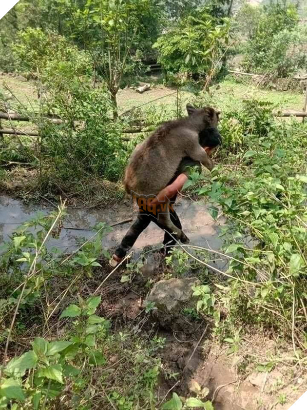  
"Băng đèo lội suối" lúc nào nghé cũng yên vị ở trên lưng chủ. (Ảnh: Hóng Express)