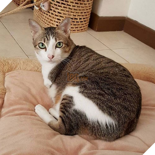 Câu chuyện về Able đã trở thành nguồn động lực to lớn với những người có hoàn cảnh tương tự.