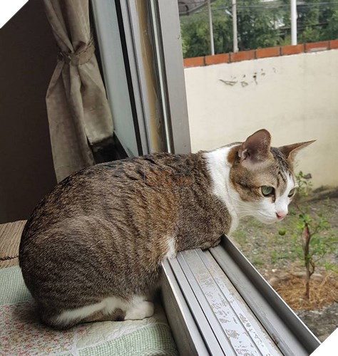 Đây là Able. Chú mèo đáng thương này đã bị mất 2 chân sau một tai nạn điện giật.