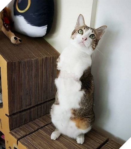 Cô Walai Sriboonvorakul, người đã tìm thấy Able và mang về nuôi cho biết cô tìm thấy chú mèo đáng thương này trong tình trạng nguy kịch.